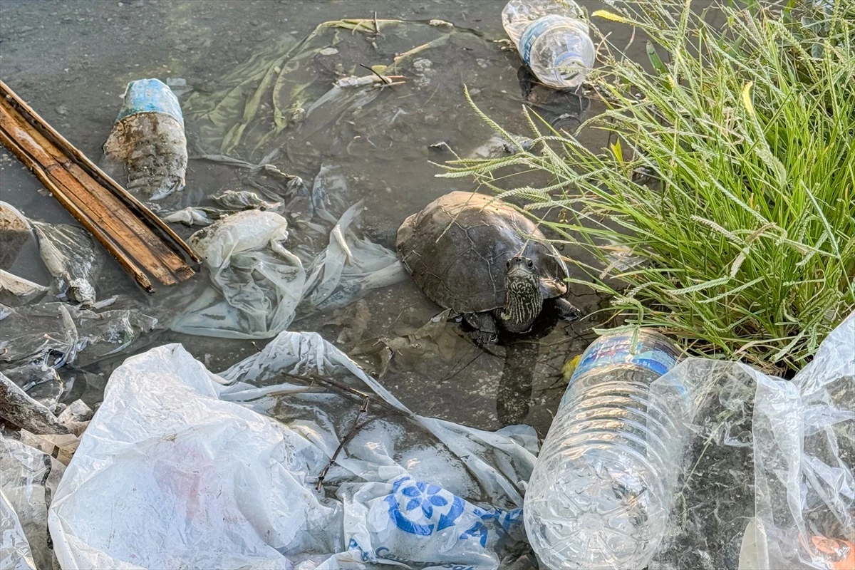 Çeşme’deki Kaplumbağalar Kirlilik Tehdidi Altında