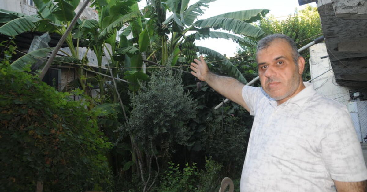 Cizre’de uygun olmayan iklimde Anamur muzu yetiştirdi