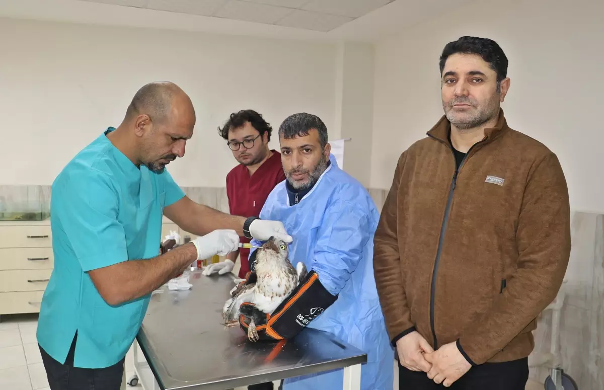 Diyarbakır’da 406 Yabani Hayvandan 304’ü Doğaya Salındı